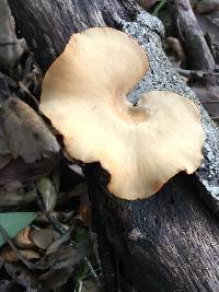 Polyporus varius image