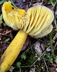 Hygrocybe chlorophana image