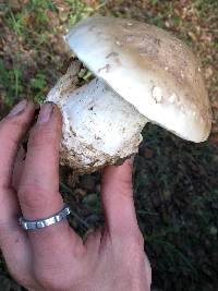 Amanita ocreata image