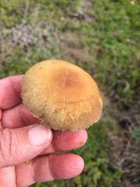 Agrocybe molesta image