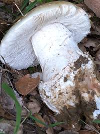 Amanita ocreata image