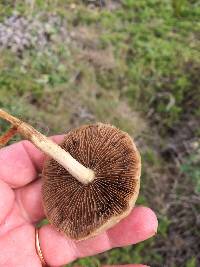 Agrocybe molesta image