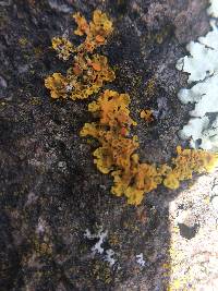 Xanthoria parietina var. parietina image