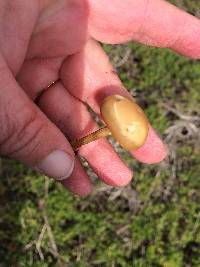 Agrocybe molesta image