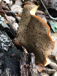 Polyporus varius image