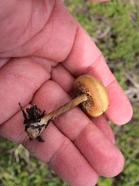 Agrocybe molesta image