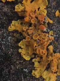 Xanthoria parietina var. parietina image