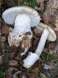 Amanita ocreata image