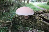 Agrocybe parasitica image