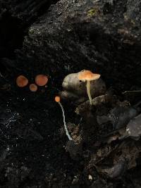 Mycena acicula image