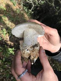 Amanita ocreata image