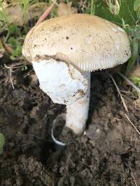 Amanita velosa image