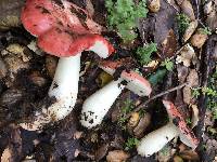 Russula cremoricolor image