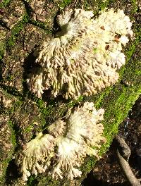 Schizophyllum commune image