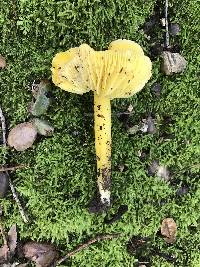 Hygrocybe chlorophana image