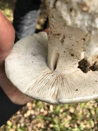 Amanita ocreata image