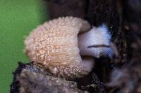 Coprinellus domesticus image