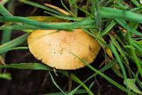 Agrocybe pediades image