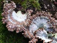 Schizophyllum commune image