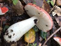 Russula cremoricolor image