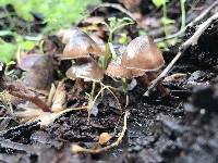 Mycena haematopus image