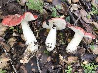 Russula cremoricolor image