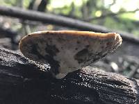 Polyporus leptocephalus image