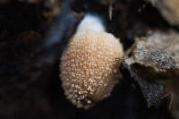 Coprinellus domesticus image