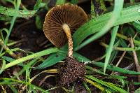 Agrocybe pediades image