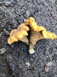 Cantharellus californicus image