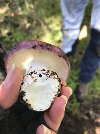 Russula xerampelina image