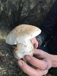 Amanita ocreata image