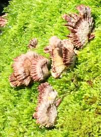 Schizophyllum commune image