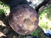 Russula xerampelina image