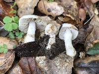 Inocybe geophylla image