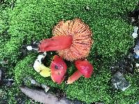 Hygrocybe coccinea image