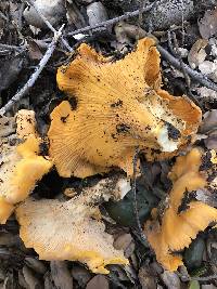 Cantharellus californicus image