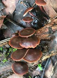 Gymnopus brassicolens var. brassicolens image