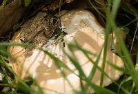 Amanita velosa image