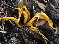 Clavulinopsis fusiformis image