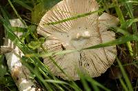 Amanita velosa image