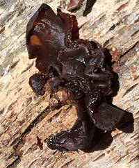 Tremella foliacea image