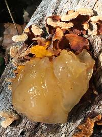 Tremella aurantia image