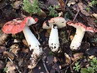 Russula cremoricolor image