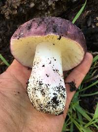 Russula xerampelina image