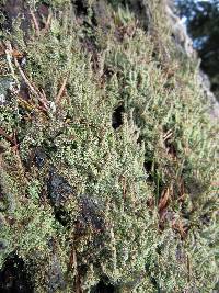 Cladonia squamosa image