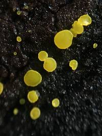 Bisporella citrina image