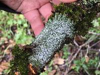 Pertusaria amara f. amara image