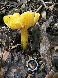 Hygrocybe chlorophana image