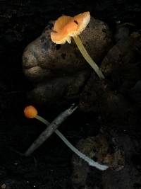 Mycena acicula image